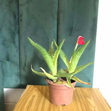 Migjeni Apartament Szkodra