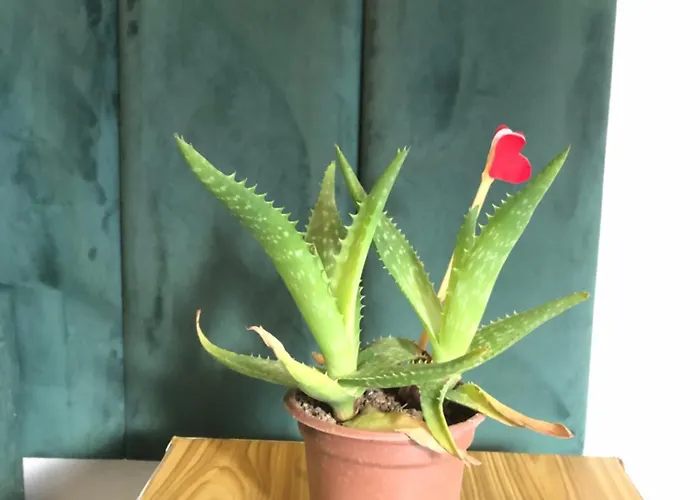 Migjeni Apartament Szkodra